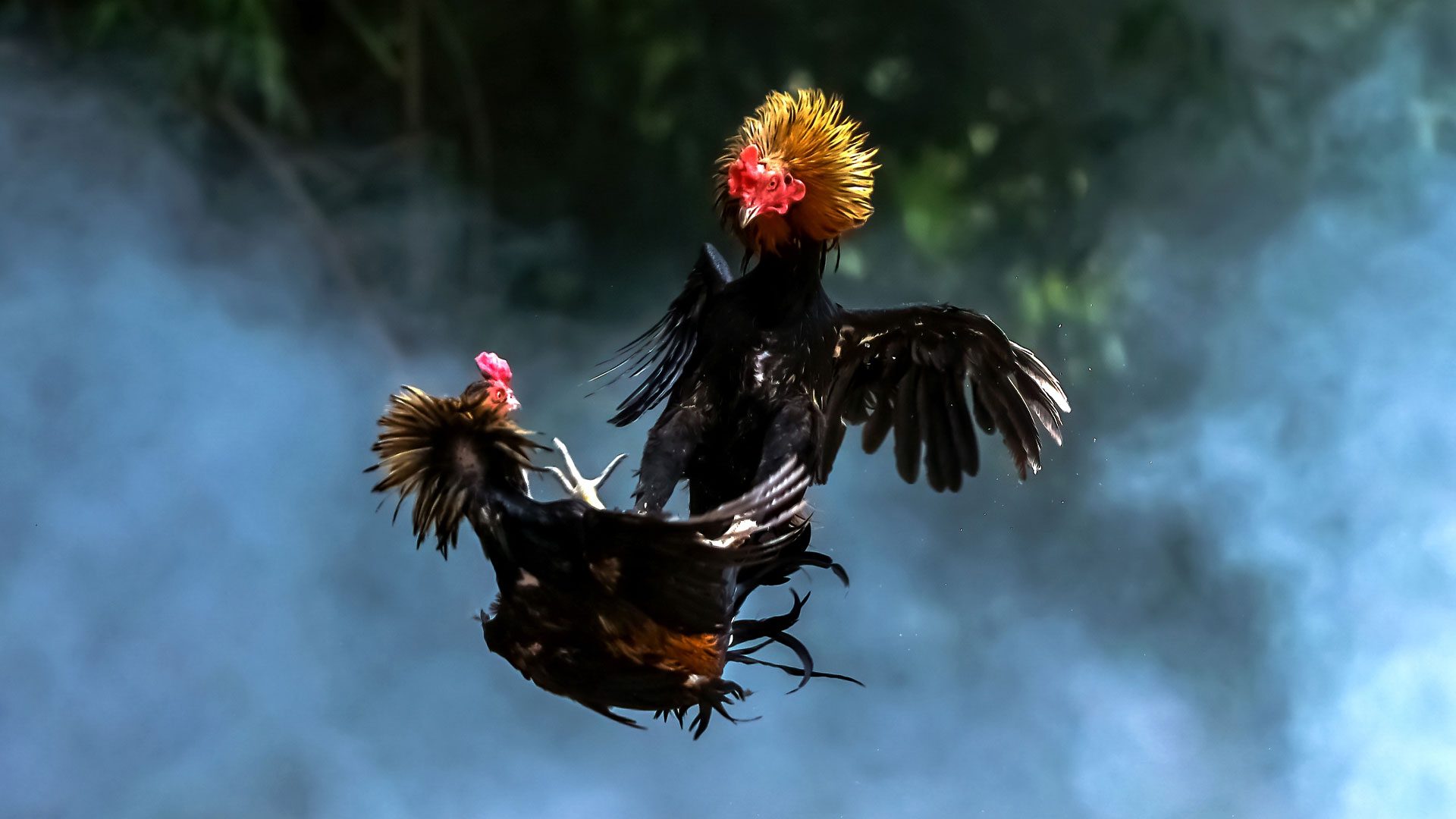 เปิดโลกไก่ชนไทยกับ Beta191 เจาะลึกวงการไก่ชนออนไลน์