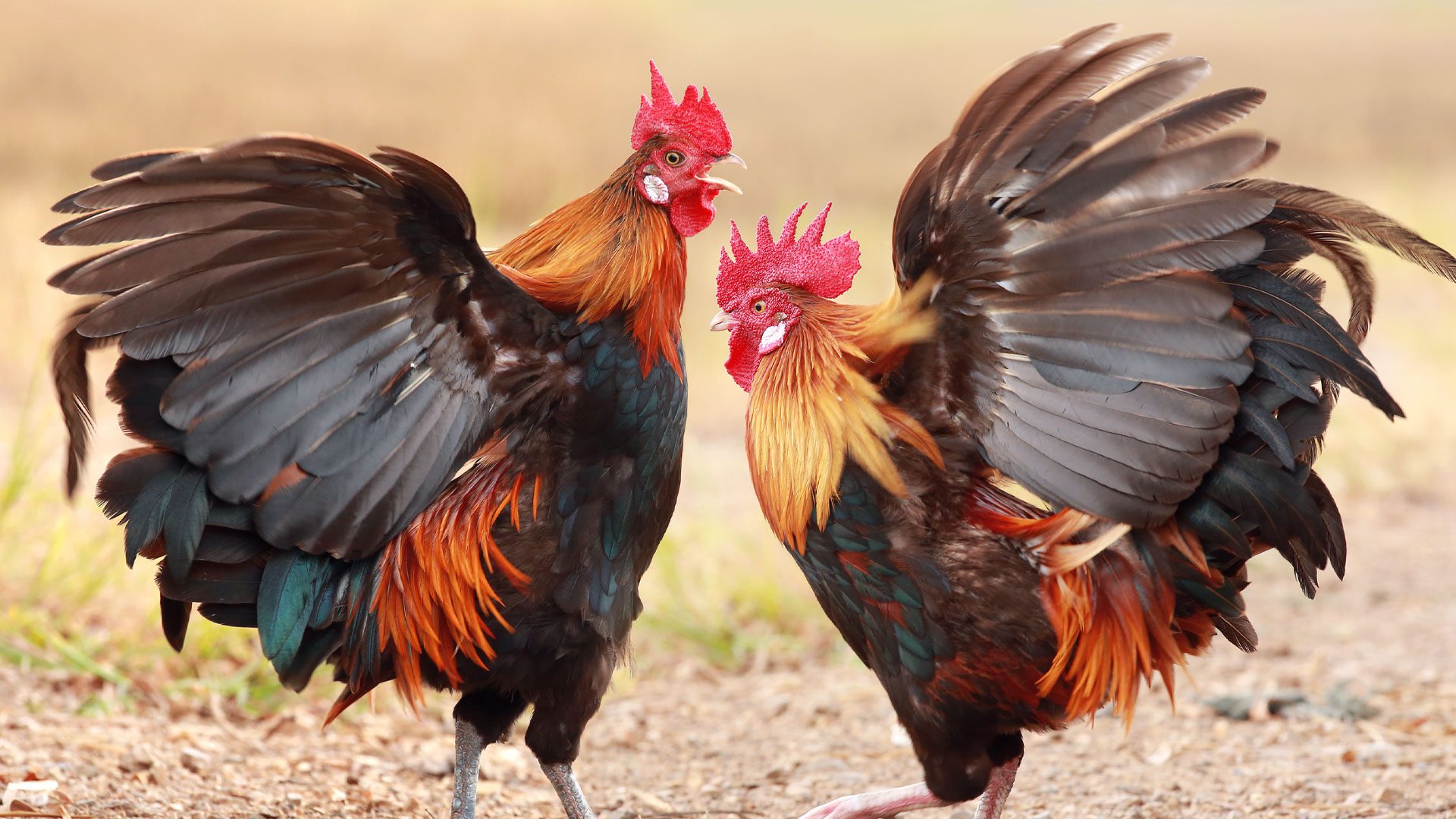ร่วมรักษาเอกลักษณ์ของไก่ชนให้คงอยู่